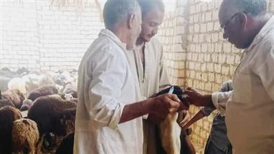 مديرية الطب البيطري تدفع بقافلة إلى القمانة شمال قنا 