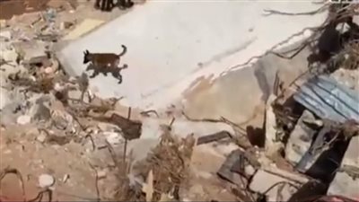 فرق الإنقاذ تستخدم الكلاب للبحث عن ناجين تحت أنقاض درنة الليبية (شاهد) 