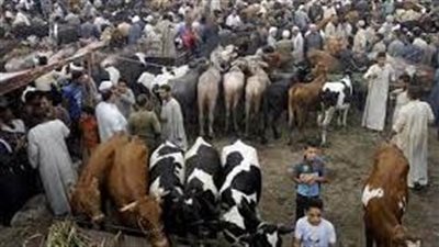 إحالة تشكيل عصابي تخصص في سرقة المواشي بالجيزة للمحكمة الجنائية 