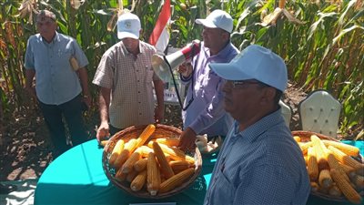 إطلاق فعاليات اليوم الحقلي السنوي لبرنامج بحوث الذرة الشامية