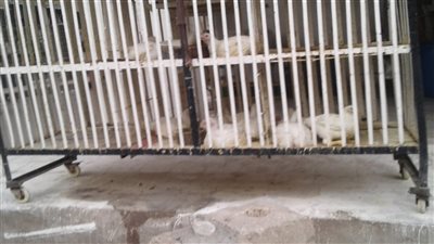 122جنيها كيلو الديوك الفلاحي بأسواق البحيرة اليوم الأحد