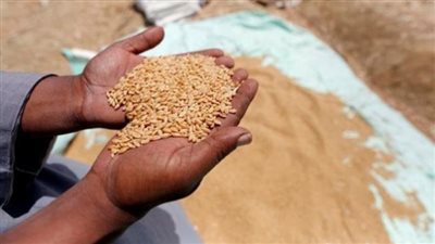 حقيقة عجز منظومة توريد القمح المحلي للموسم الحالي