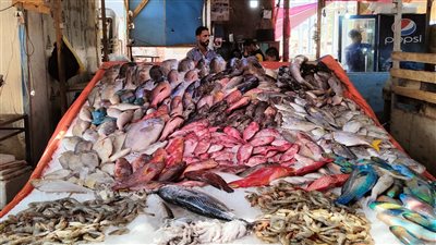 أسعار السمك صباح اليوم الأحد بـ سوق العبور للجملة.. وتراجع المرجان