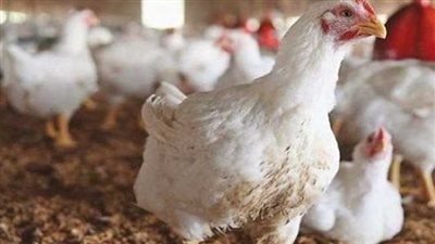 أسعار الدواجن  اليوم الأحد من أرض المزرعة.. البيضاء بكام