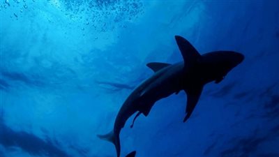 محميات جنوب سيناء تقرر استئناف النشاط البحري بالشواطئ 