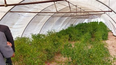    المنوفية :  الموافقة على ترخيص 18 مشروعا زراعيا