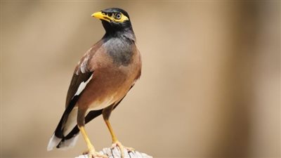 السلطات السورية تحذر من طائر عدواني