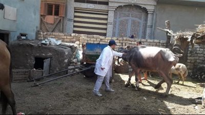 تحصين 544 ألف رأس ماشية ضد الحمى القلاعية والوادي المتصدع بالشرقية 