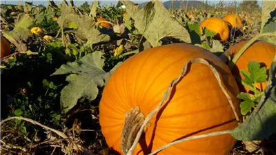 قرع العسل صيدلية متنقلة وله فوائد مذهلة منها علاج سرطان الثدي.. فيديو