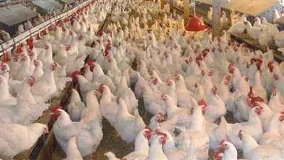 تراجع أسعار الدواجن واللحوم اليوم الخميس 21-9-2023 بالفيوم 