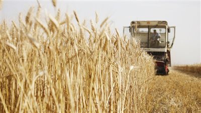 سعر القمح صباح اليوم الخميس في أسواق الجملة.. طن 
