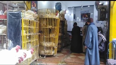 انخفاض فى أسعار اللحوم البيضاء باسواق قنا اليوم الخميس
