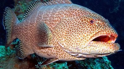 أسعار السمك البحري والنيلي اليوم الخميس بـ سوق العبور.. والوقار يرتفع