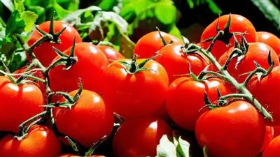 المجنونة بــ 20 جنيهًا  .. تعرف على أسعار الخضروات بالمنيا 