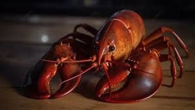 سويسرية تطلب وجبة كركند وقبل طهيه تطلق سراحه (فيديو)