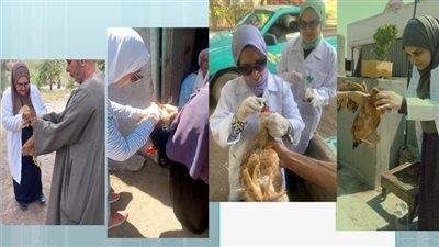 تحصين 189 ألف طائر ضد أنفلونزا الطيور والأمراض الوبائية بالشرقية