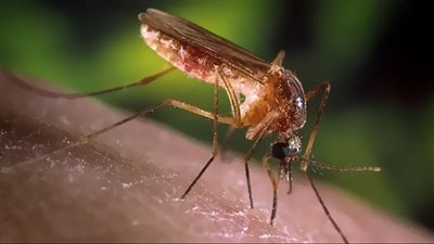  بعوض قاتل للبشر  .. مفآجات مرعبة عن حروب الجيل السادس