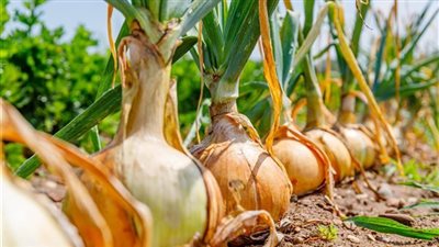 رئيس شعبة الخضروات يحذر من جريمة يرتكبها التجار لرفع الأسعار.. فيديو