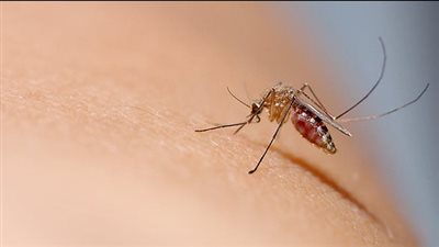 انتشار مرض خطير في إحدى قرى محافظة أسيوط