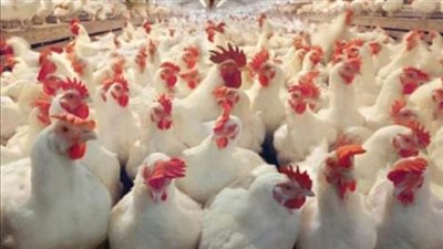 أسعار الدواجن اليوم الأربعاء بالمزرعة والأسواق.. الفراخ البيضاء بكام