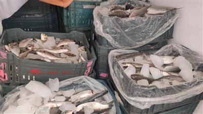 جهاز حماية البحيرات وتنمية الثروة السمكية يشارك في قافلة السلع الغذائية لشمال سيناء 