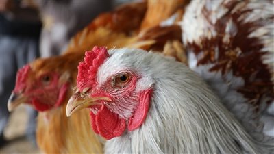 أسعار الدواجن اليوم الأربعاء في المزرعة