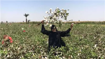 زراعة أسيوط: بدء عملية توريد وتجميع القطن بمراكز تجميع القطن