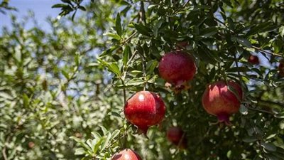 عمر الأشجار 20 سنة .. فرحة المزارعين ببداية حصاد الرمان بأسيوط