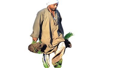 الفلاحون فى انتظار «نقيب»