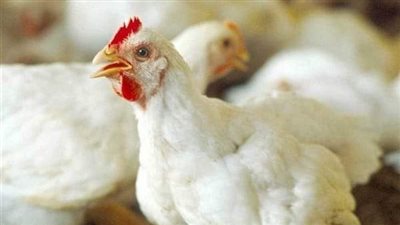أسعار الدواجن اليوم الخميس من أرض المزرعة.. وارتفاع الفراخ البيضاء