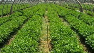 مناقشة أوضاع الصوبات الزراعية والغابات الشجرية بالوادي الجديد