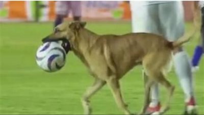 كلب يقتحم ملعبًا ويخطف كرة قدم في الدوري المكسيكي