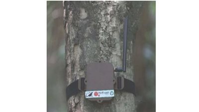 حيلة بالذكاء الاصطناعي تنقذ غابات الأمازون (فيديو)