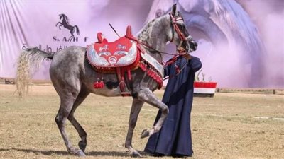 انطلاق مسابقات تراث وأدب الخيل بأرض الفروسية بمدينة بلبيس