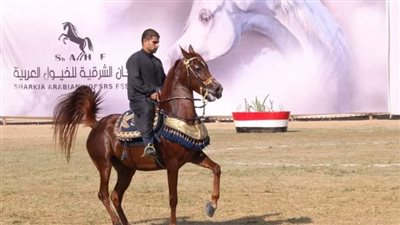 ختام مهرجان الشرقية للخيول العربية في دورته الـ 27