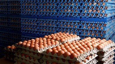 سعر كرتونة البيض اليوم الأحد من أرض المزرعة.. الأبيض بكام