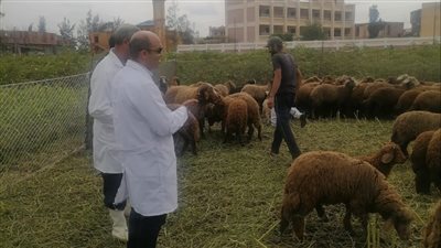 تحصين 7500 رأس أغنام وماعز بمحافظة البحيرة 