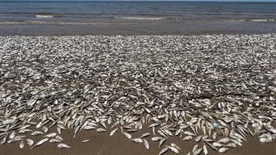 حقيقة تداول أسماك نافقة بالأسواق إثر حدوث ظاهرة زبد البحر ببورسعيد 