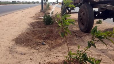 زراعة أشجار مثمرة وأخرى للزينة بمركز مطاي بالمنيا