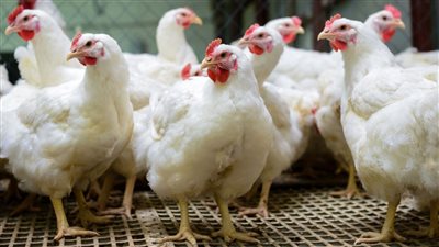 أسعار الخضراوات والفاكهة والأسماك والدواجن اليوم في كفرالشيخ