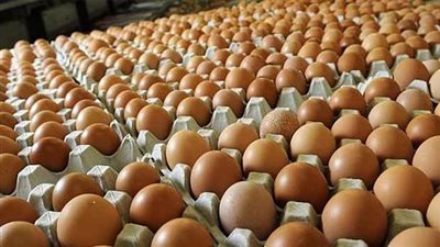 أسعار كرتونة البيض خلال تعاملات اليوم الجمعة.. 