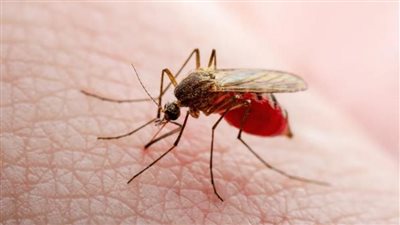 الصحة العالمية تحذِّرُ: 