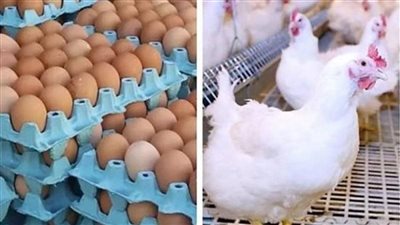 أسواق أسيوط تشهد انخفاض طفيف في أسعار الفراخ والبيض