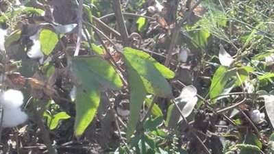 وسط فرحة الفلاحين.. انطلاق موسم جنى القطن بالدقهلية 