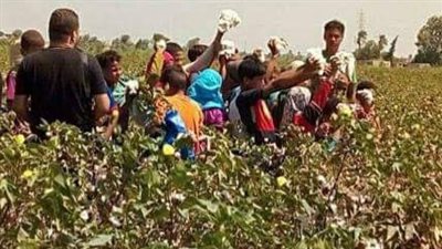 أفراح في حقول القطن بالفيوم بعد ارتفاع سعر القنطار 
