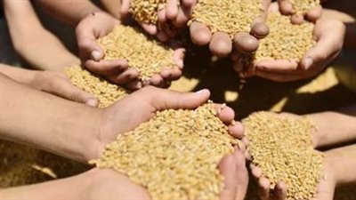 سعر القمح في الأسواق المحلية والعالمية