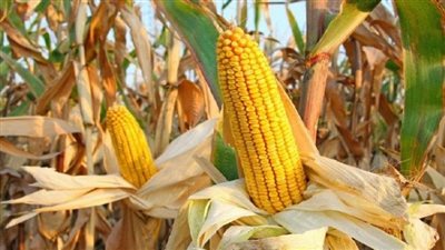 تعرف على سعر طن الذرة الصفراء بالأسواق