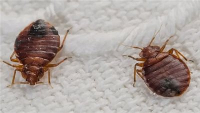 بق الفراش.. أسباب انتشاره وطرق الوقاية منه 