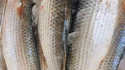 100جنيها كيلو البوري اسواق البحيرة  اليوم الأربعاء