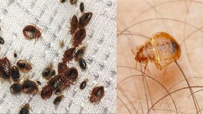 عدم النظافة من أسباب ظهور البق.. تعرف على أعراضه وأسبابه